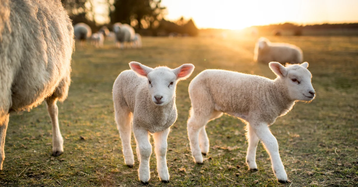 Quality Country Living Starts Here