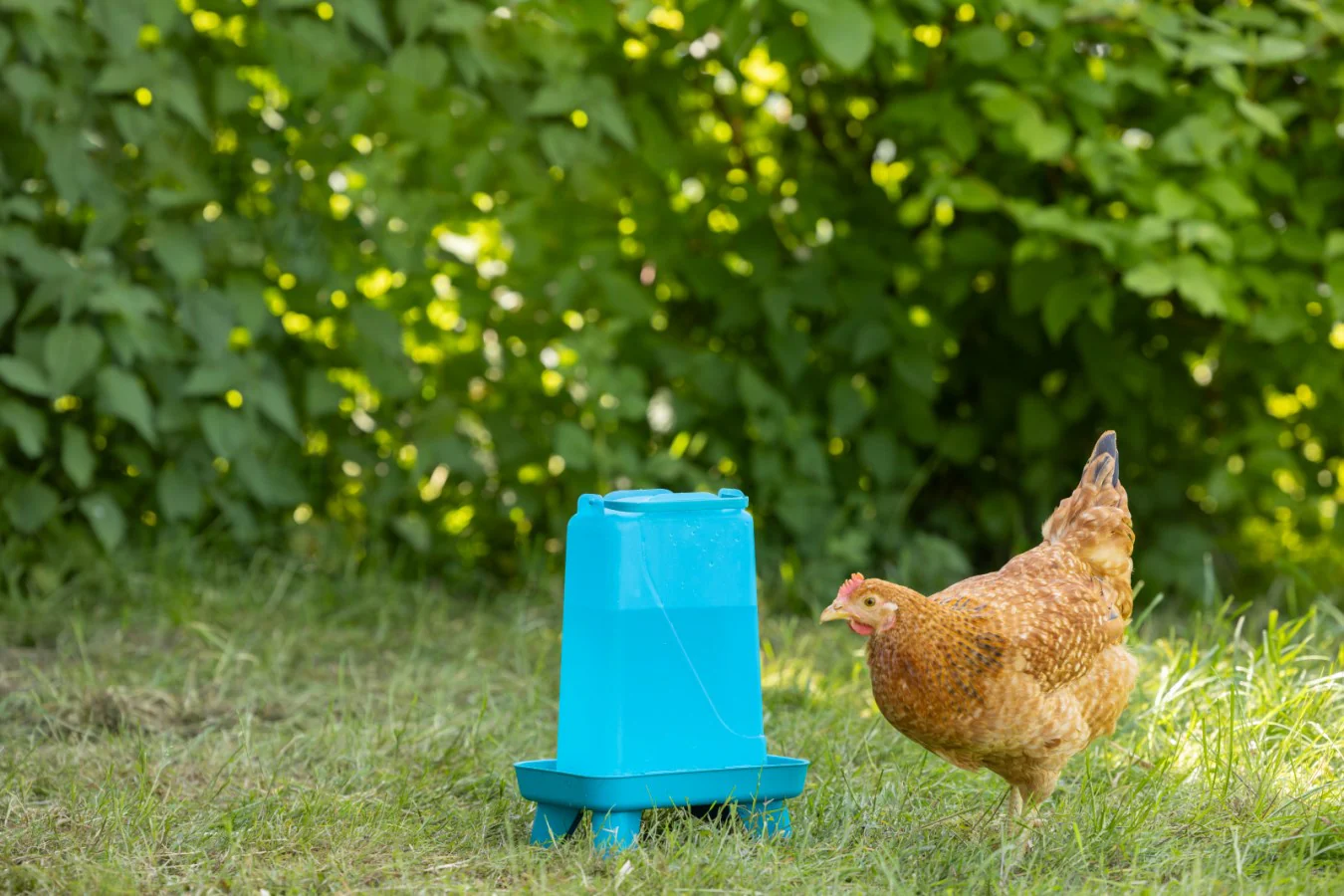 Poultry Drinker With Feet 5.5 Litre Blue - Image 5