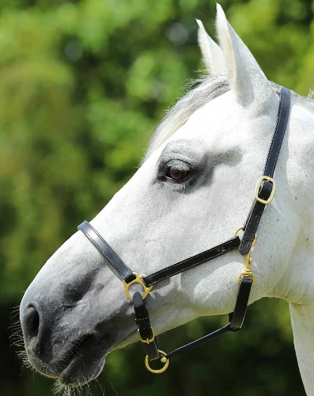 Premier Equine Pasco Plain Leather Headcollar Black - Image 2